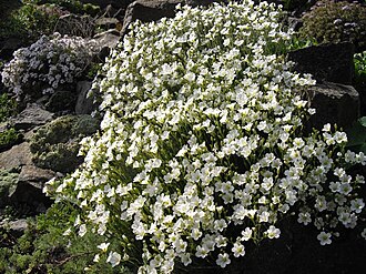 Cherleria capillacea: Minuartia capillacea