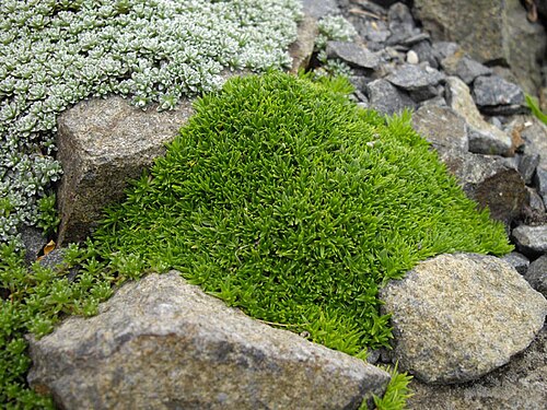 Cherleria circassica: Minuartia circassica