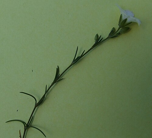 Cherleria langii: Minuartia kitaibelii