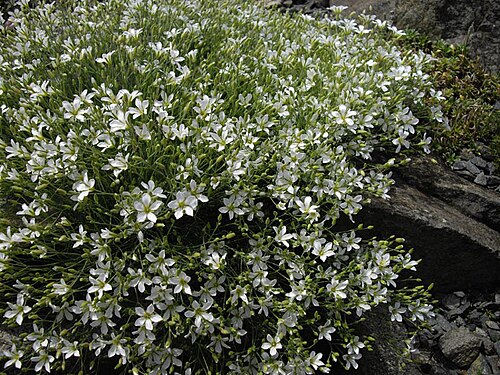 Cherleria laricifolia: Minuartia laricifolia