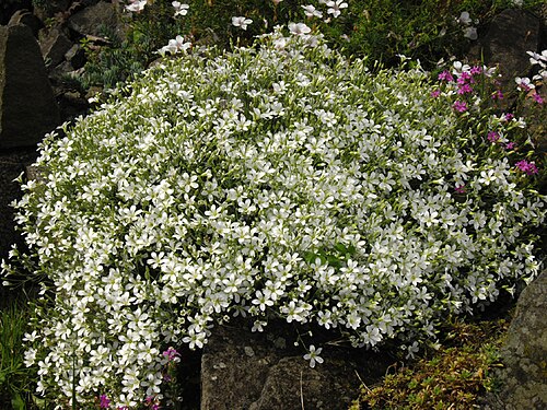 Cherleria laricifolia: Minuartia laricifolia