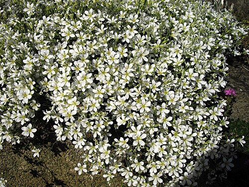 Cherleria laricifolia: Category:Minuartia laricifolia