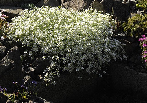 Cherleria laricifolia: Minuartia laricifolia