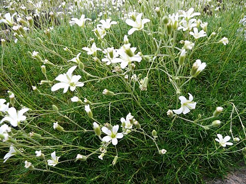 Cherleria laricifolia: Botanischer Garten Erlangen, 2008