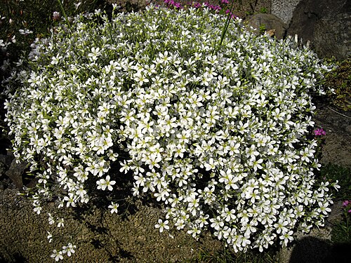 Cherleria laricifolia: Minuartia laricifolia