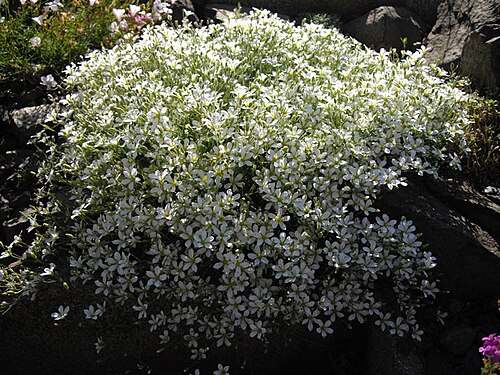 Cherleria laricifolia: Minuartia laricifolia