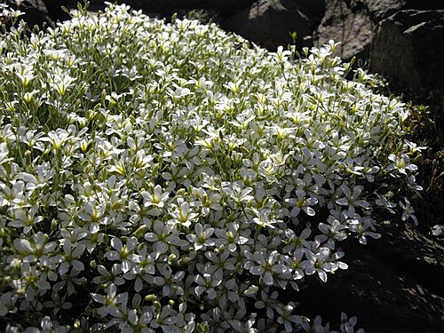 Cherleria laricifolia: Minuartia laricifolia