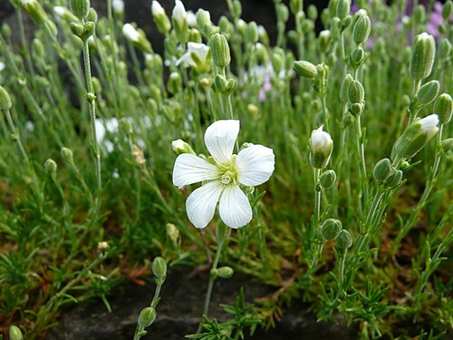 Cherleria laricifolia: Cherleria laricifolia, Botanischer Garten Erlangen, 2008