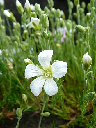 Cherleria laricifolia: Botanischer Garten Erlangen, 2008