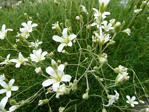 Cherleria laricifolia: Botanischer Garten Erlangen, 2008