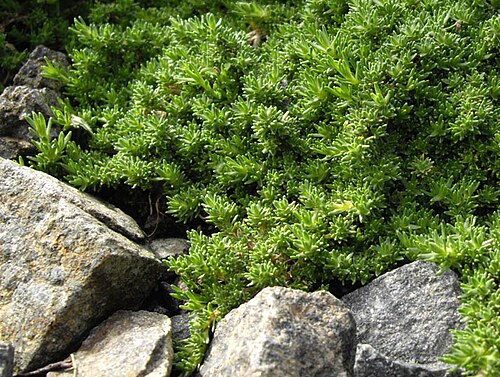 Twinflower sandwort: Minuartia obtusiloba