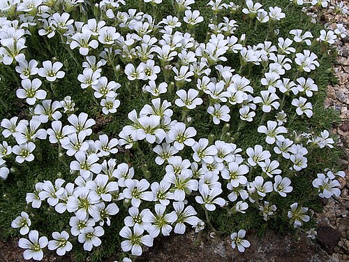 Twinflower sandwort: Plante en tapis de 1 à 2cm de haut des montagnes Rocheuses sur étendues graveleuse et éboulis. (Photo en culture). Le nom de ce taxon a été changé en Minuartia 