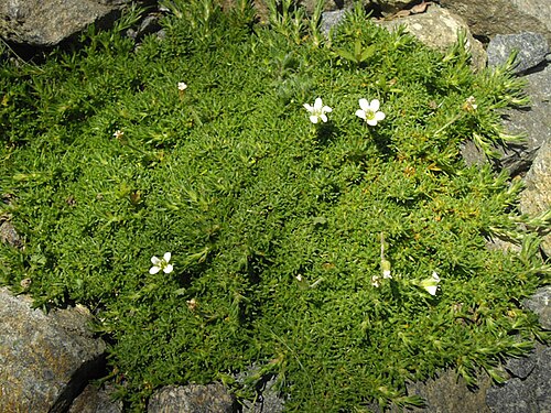 Twinflower sandwort: Minuartia obtusiloba