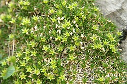 Cherleria sedoides: Homulična črvinka na Korošici.