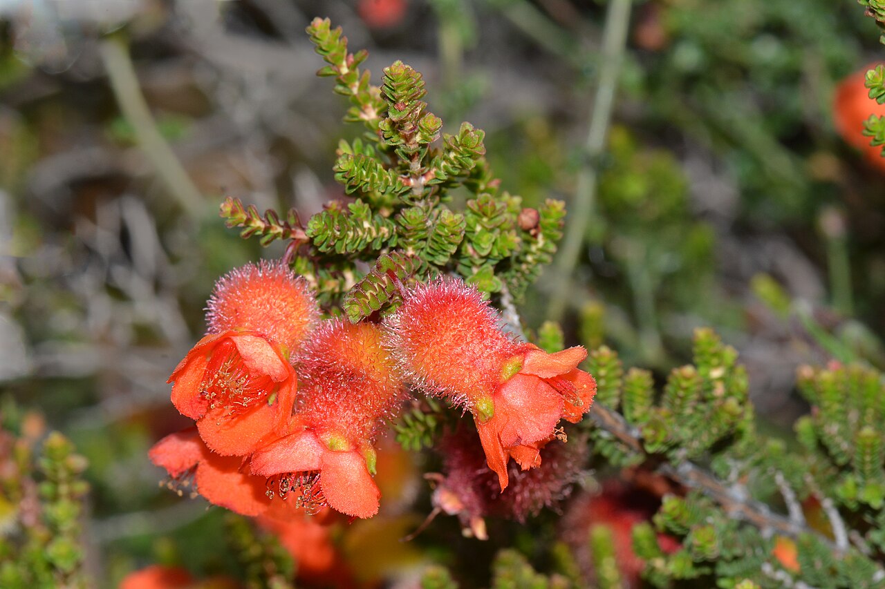 Cheyniana microphylla: Cheyniana microphylla Bush Pomegranate In Western Australia we have two plants that produce flowers that look very much like a Pomegranate flower. They are gene