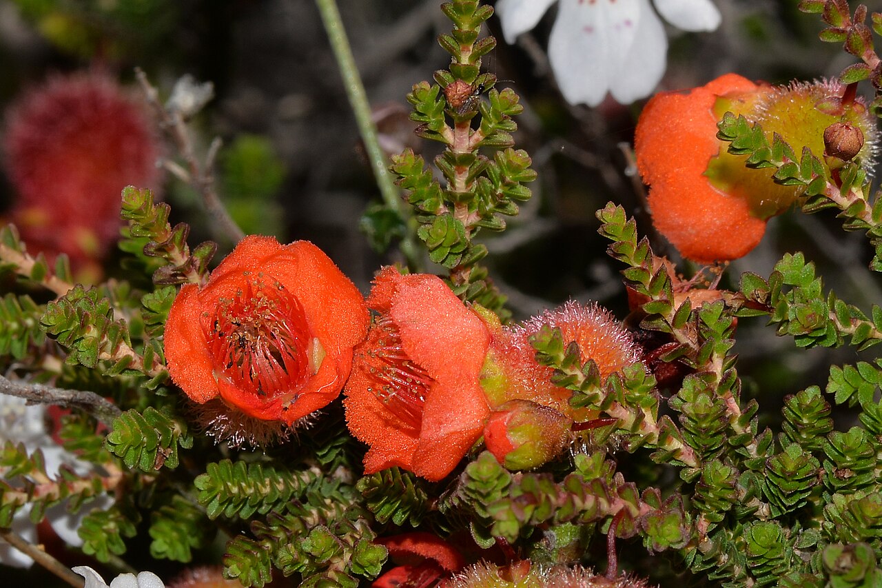 Cheyniana microphylla: Cheyniana microphylla Bush Pomegranate In Western Australia we have two plants that produce flowers that look very much like a Pomegranate flower. They are gene