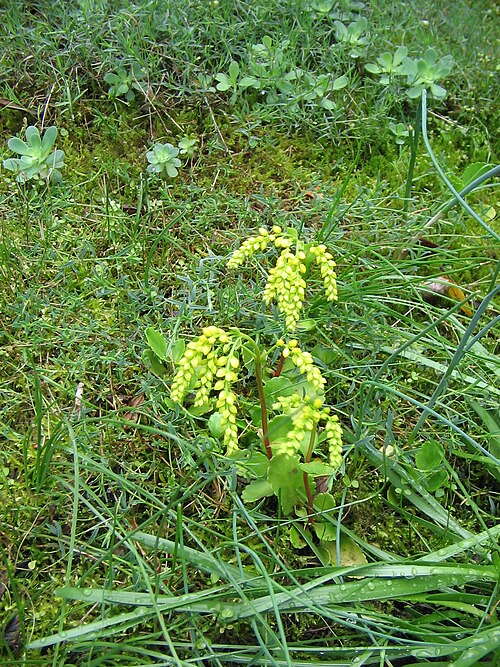 Chiastophyllum oppositifolium: Umbilicus oppositifolius