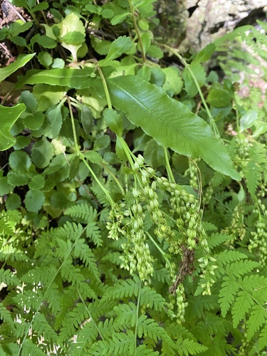 Chiastophyllum oppositifolium (Chiastophyllum oppositifolium)