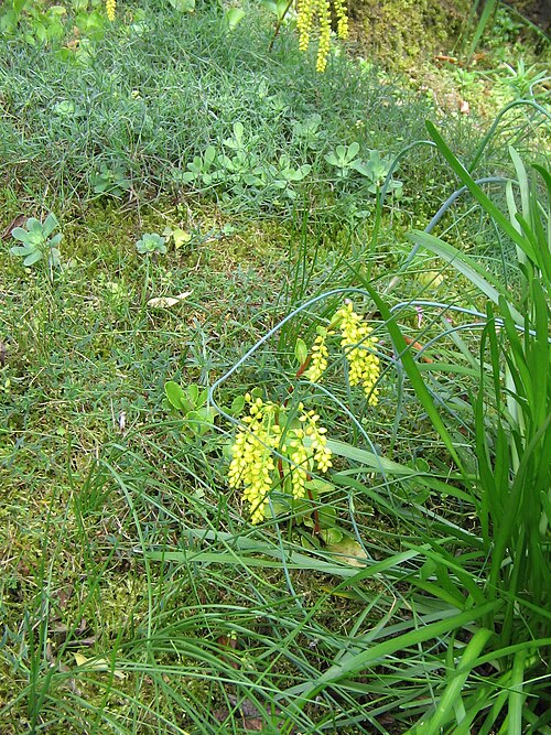 Chiastophyllum oppositifolium: Umbilicus oppositifolius