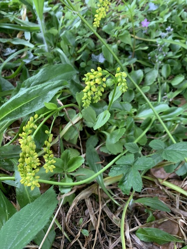 Chiastophyllum oppositifolium (Chiastophyllum oppositifolium)