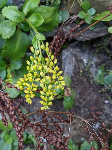 Chiastophyllum oppositifolium (Chiastophyllum oppositifolium)