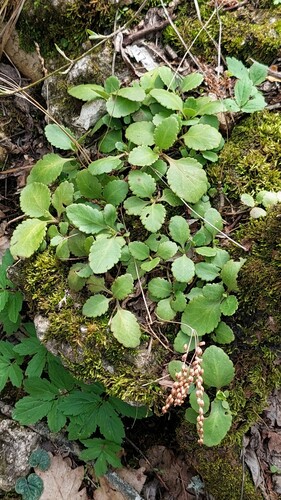 Chiastophyllum oppositifolium (Chiastophyllum oppositifolium)