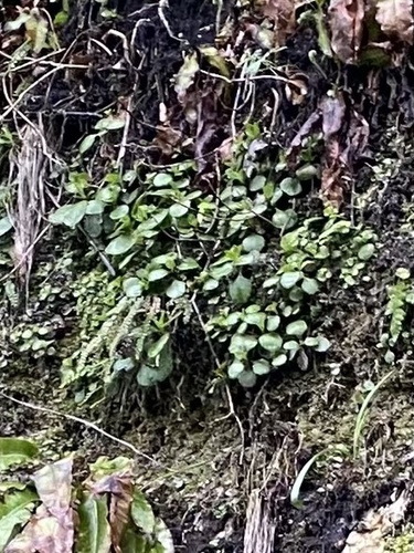 Chiastophyllum oppositifolium (Chiastophyllum oppositifolium)