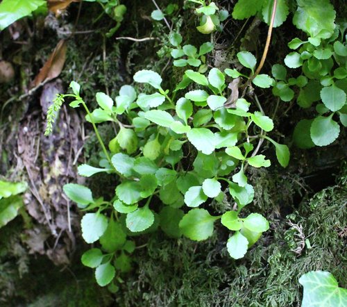 Chiastophyllum oppositifolium (Chiastophyllum oppositifolium)