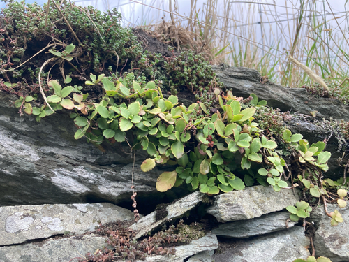 Chiastophyllum oppositifolium (Chiastophyllum oppositifolium)