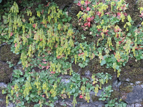 Chiastophyllum oppositifolium (Chiastophyllum oppositifolium)