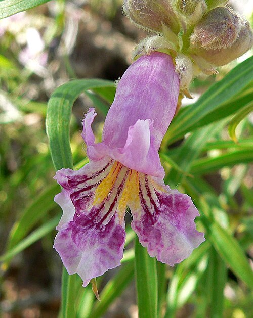 Chilopsis: Chilopsis linearis in Calico Basin , Spring Mountains , west of Las Vegas, Nevada