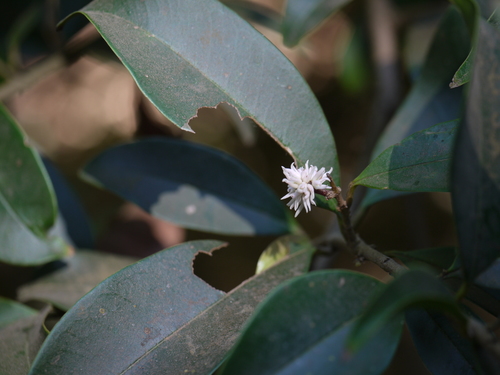 Chionanthus mala-elengi (Chionanthus mala-elengi)