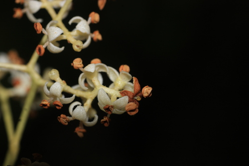 Chionanthus mala-elengi (Chionanthus mala-elengi)