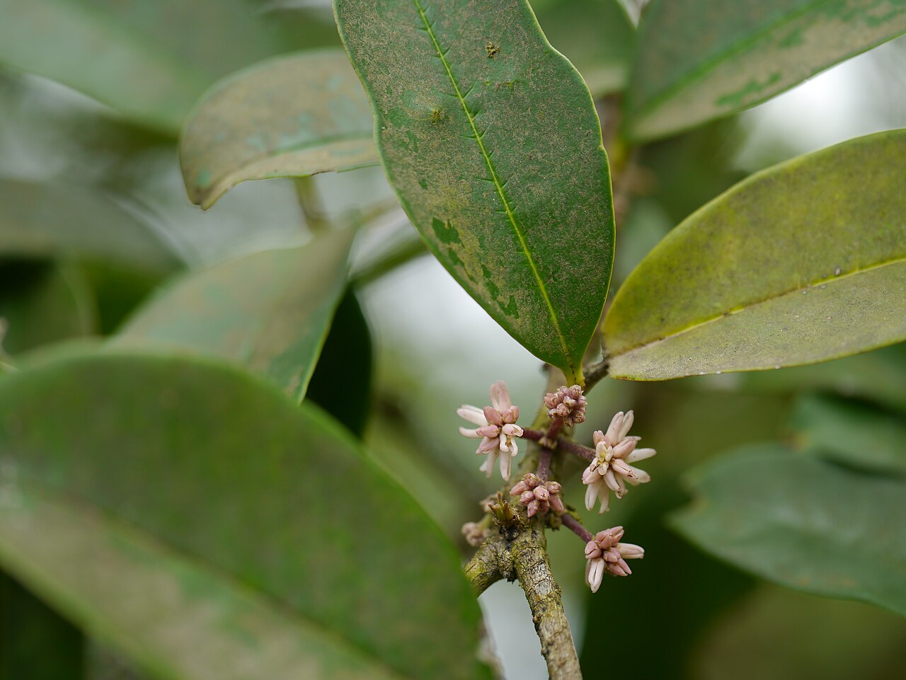 Chionanthus mala-elengi: Chionanthus mala-elengi