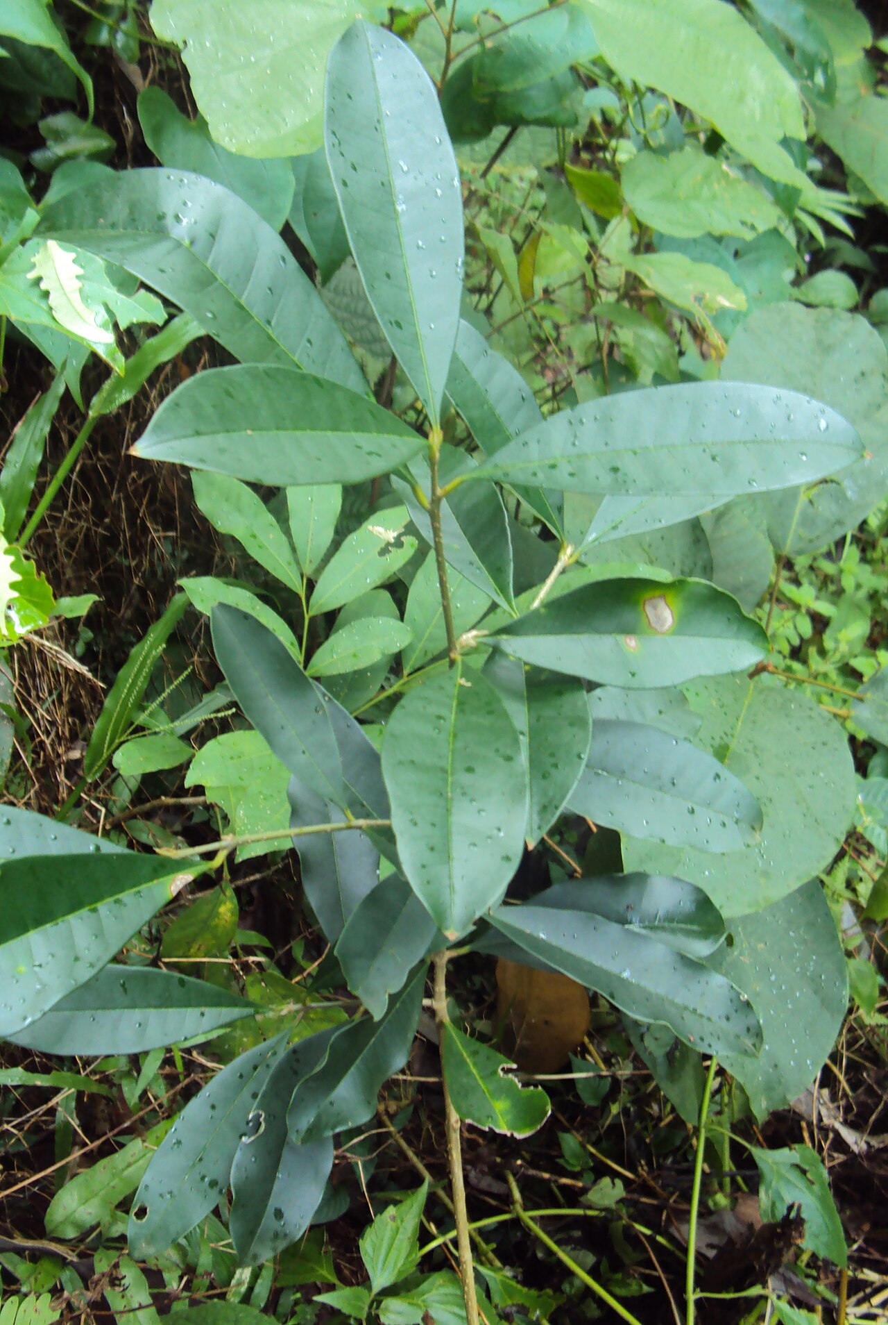 Chionanthus mala-elengi: Chionanthus mala-elengi - മലയിലഞ്ഞി