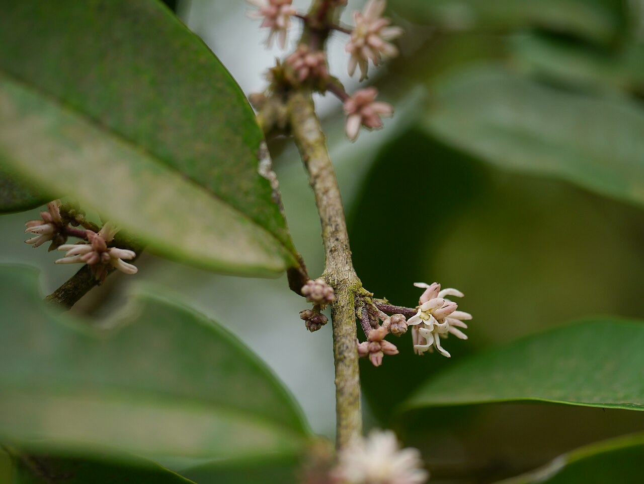 Chionanthus mala-elengi: Chionanthus mala-elengi
