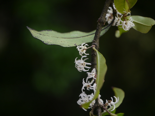 Chionanthus mala-elengi (Chionanthus mala-elengi)