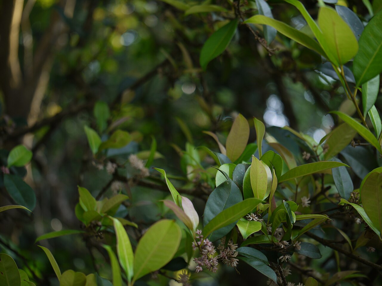 Chionanthus mala-elengi: Oleaceae (Olea or olive family) » Chionanthus mala-elengi (Dennst.) P.S.Green kye-oh-NAN-thus -- snow-white flowers ... Dave's Botanary ¿ mah-luh-AY-len-jai ? -