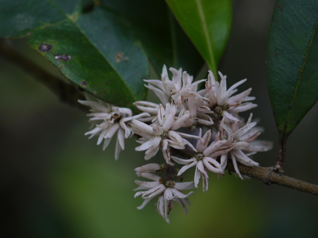 Chionanthus mala-elengi (Chionanthus mala-elengi)