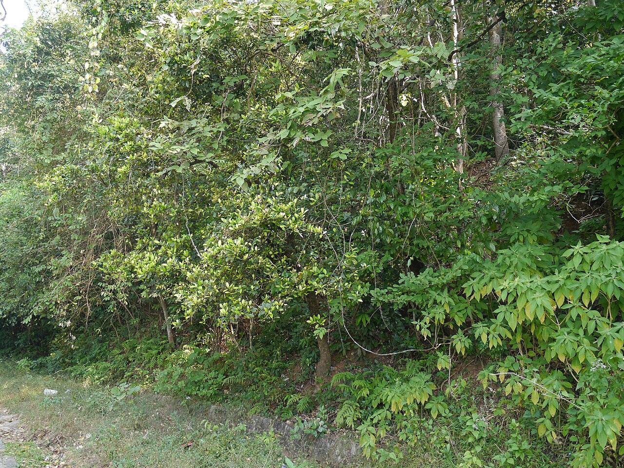Chionanthus mala-elengi: Oleaceae (Olea or olive family) » Chionanthus mala-elengi (Dennst.) P.S.Green kye-oh-NAN-thus -- snow-white flowers ... Dave's Botanary ¿ mah-luh-AY-len-jai ? -