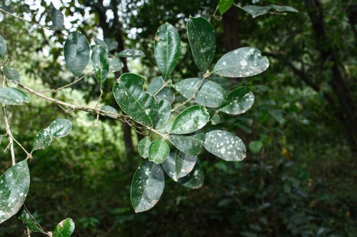 Chionanthus mala-elengi (Chionanthus mala-elengi)