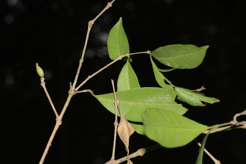Chionanthus mala-elengi (Chionanthus mala-elengi)