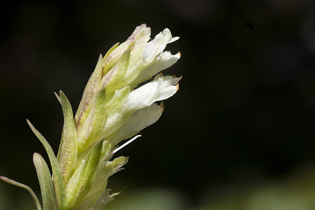 Rocky Mountain snowlover: Chionophila jamesii , southeastern San Juan Mountains, near the Red Lake Trail on the south side of Red Lake, 37.1143 -106.4801, Conejos County, Colorado, 1 Jul