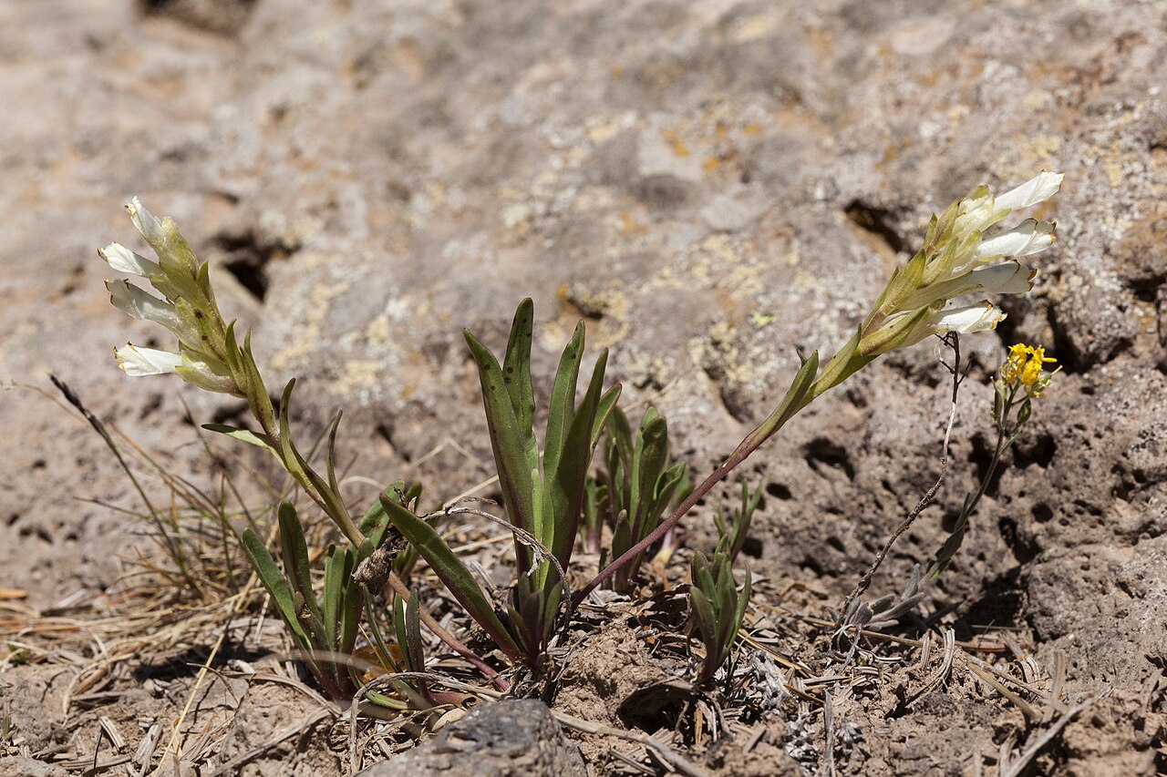 Rocky Mountain snowlover: Chionophila jamesii , southeastern San Juan Mountains, near the Red Lake Trail on the south side of Red Lake, 37.1143 -106.4801, Conejos County, Colorado, 1 Jul