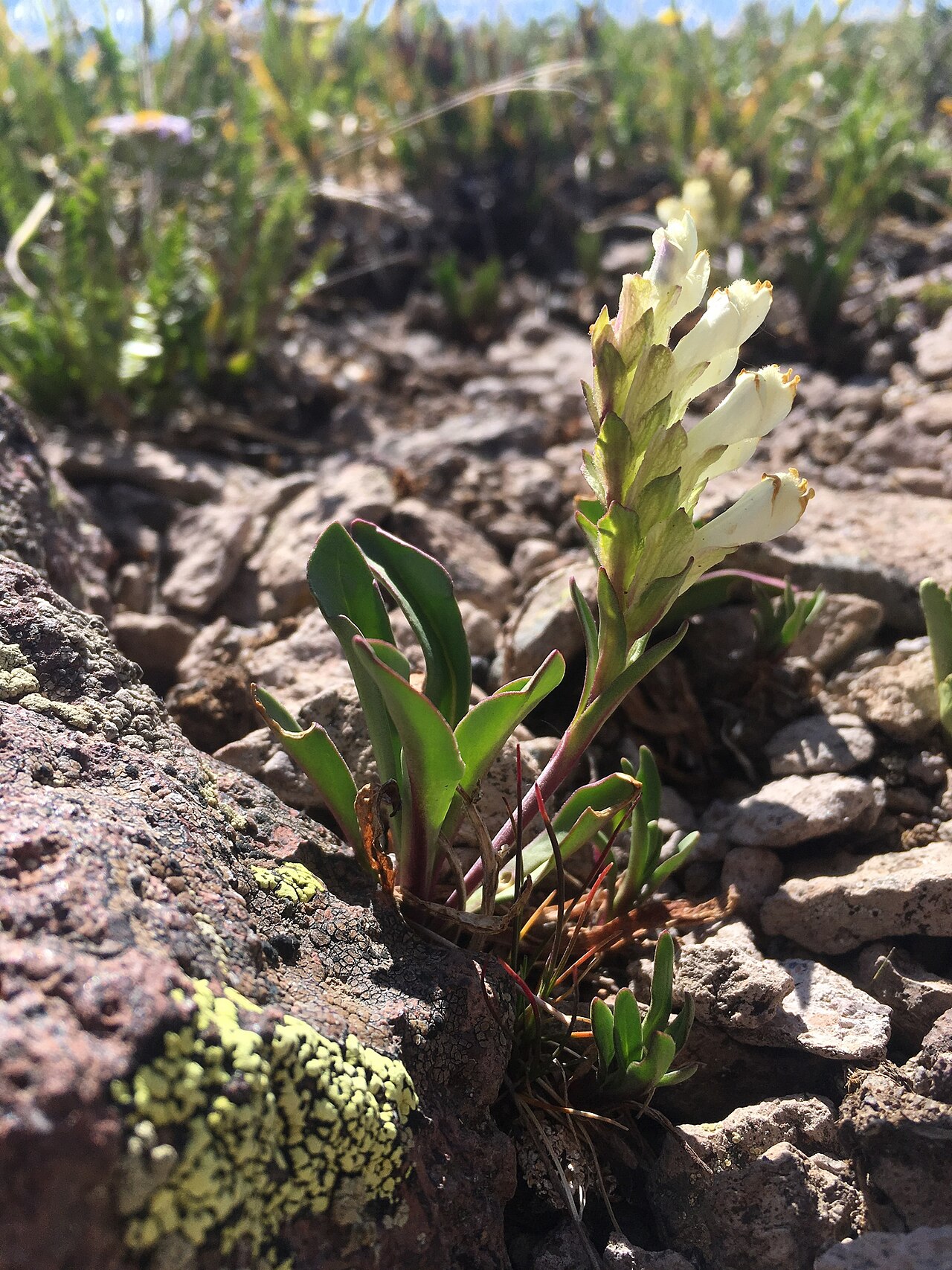 Rocky Mountain snowlover: Chionophila jamesii blooming amid rocks, South San Juan Wilderness, Rio Grande National Forest, Conejos County, Colorado, US