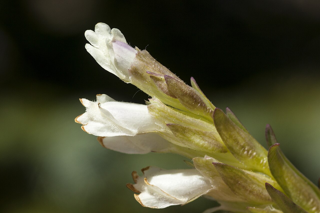 Rocky Mountain snowlover: Chionophila jamesii , southeastern San Juan Mountains, near the Red Lake Trail on the south side of Red Lake, 37.1143 -106.4801, Conejos County, Colorado, 1 Jul