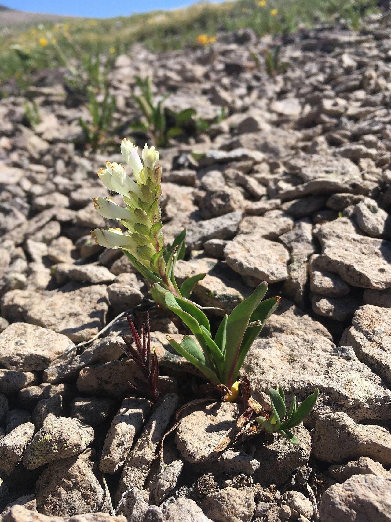 Rocky Mountain snowlover: Chionophila jamesii blooming amid rocks, South San Juan Wilderness, Rio Grande National Forest, Conejos County, Colorado, US