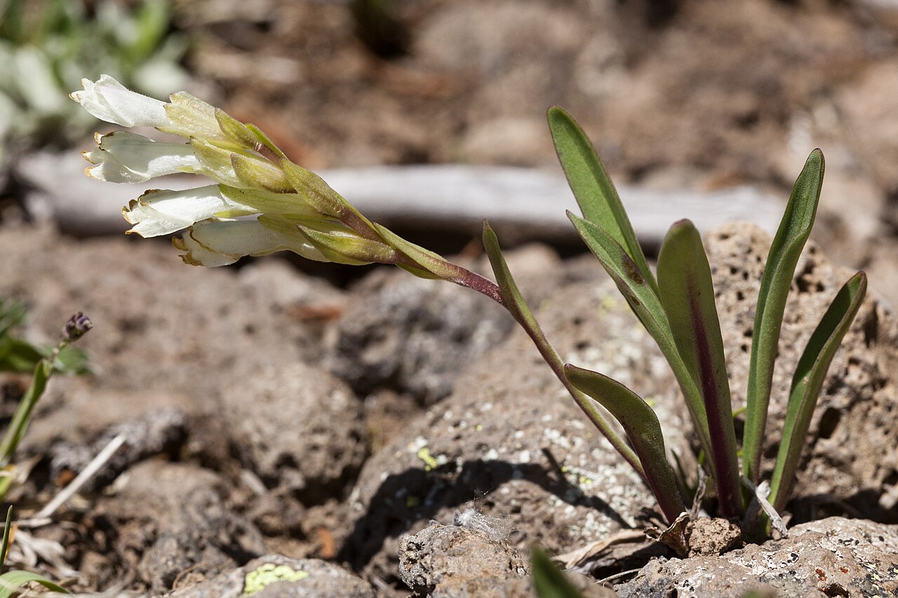 Rocky Mountain snowlover: Chionophila jamesii , southeastern San Juan Mountains, near the Red Lake Trail on the south side of Red Lake, 37.1143 -106.4801, Conejos County, Colorado, 1 Jul
