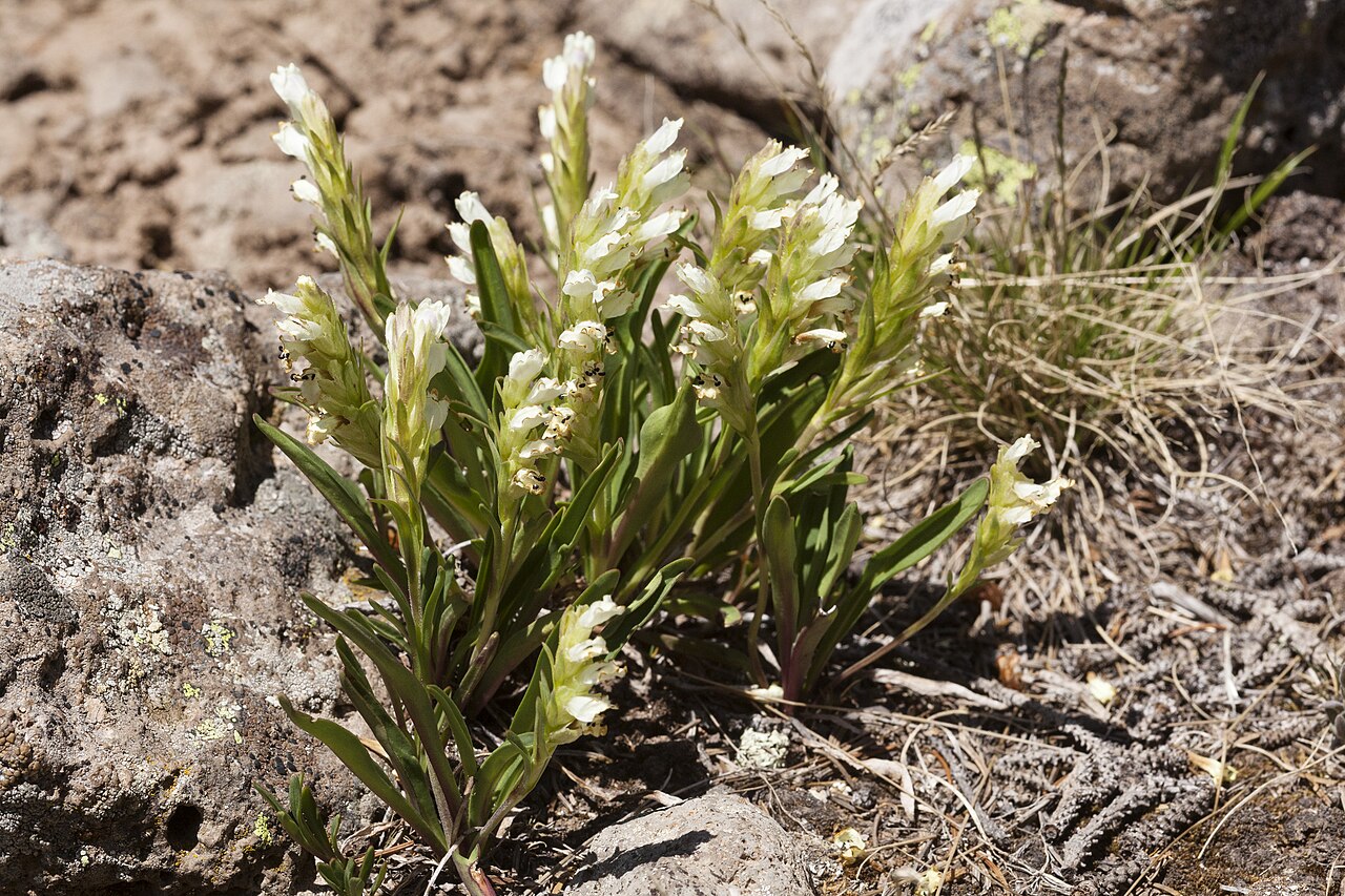 Rocky Mountain snowlover: Chionophila jamesii , southeastern San Juan Mountains, near the Red Lake Trail on the south side of Red Lake, 37.1143 -106.4801, Conejos County, Colorado, 1 Jul