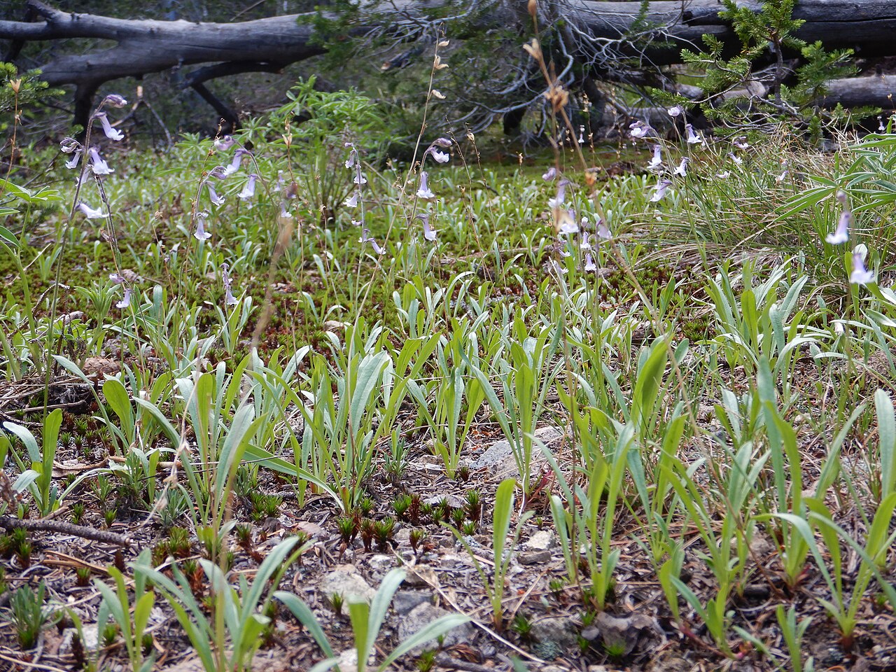 Tweedy's snowlover: Common in montane understory in the mountains of the upper Big Wood River drainage.